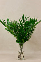 Coontie Fern