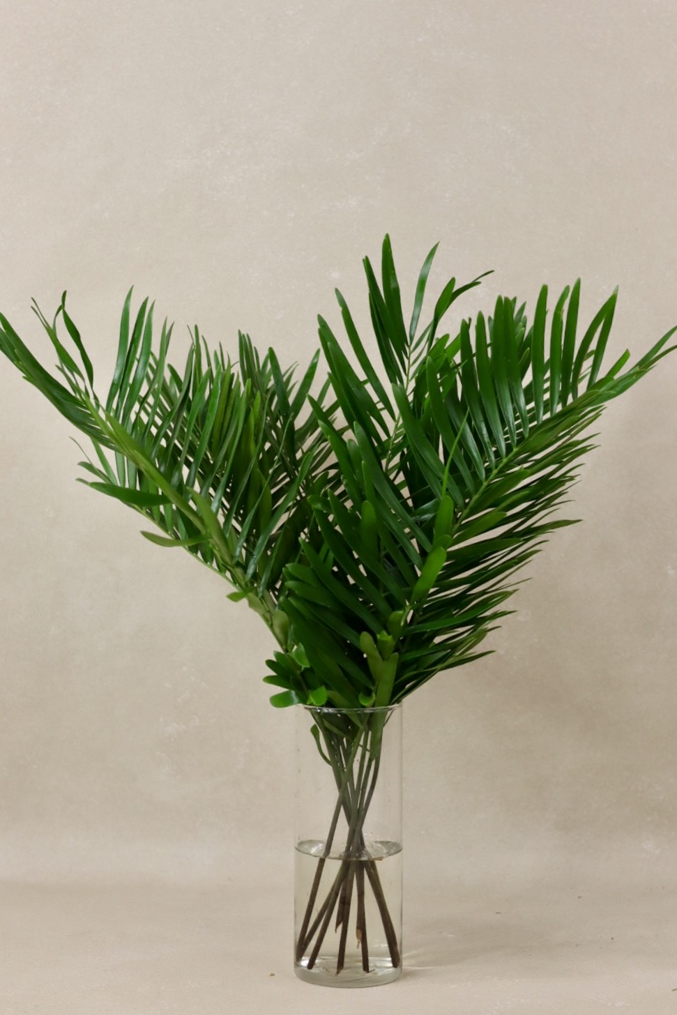 Coontie Fern