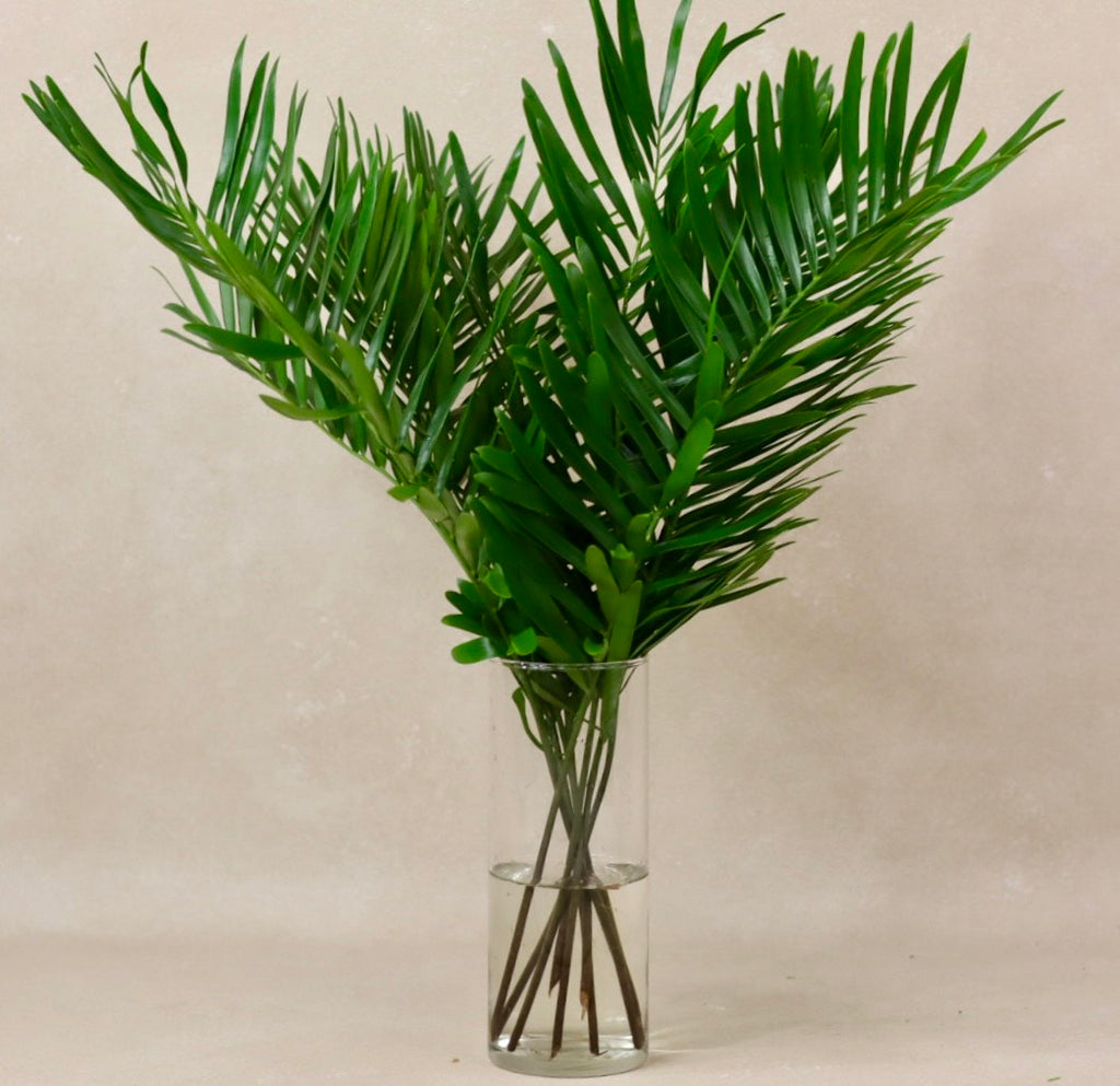 Coontie Fern