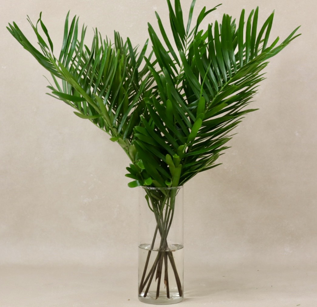 Coontie Fern