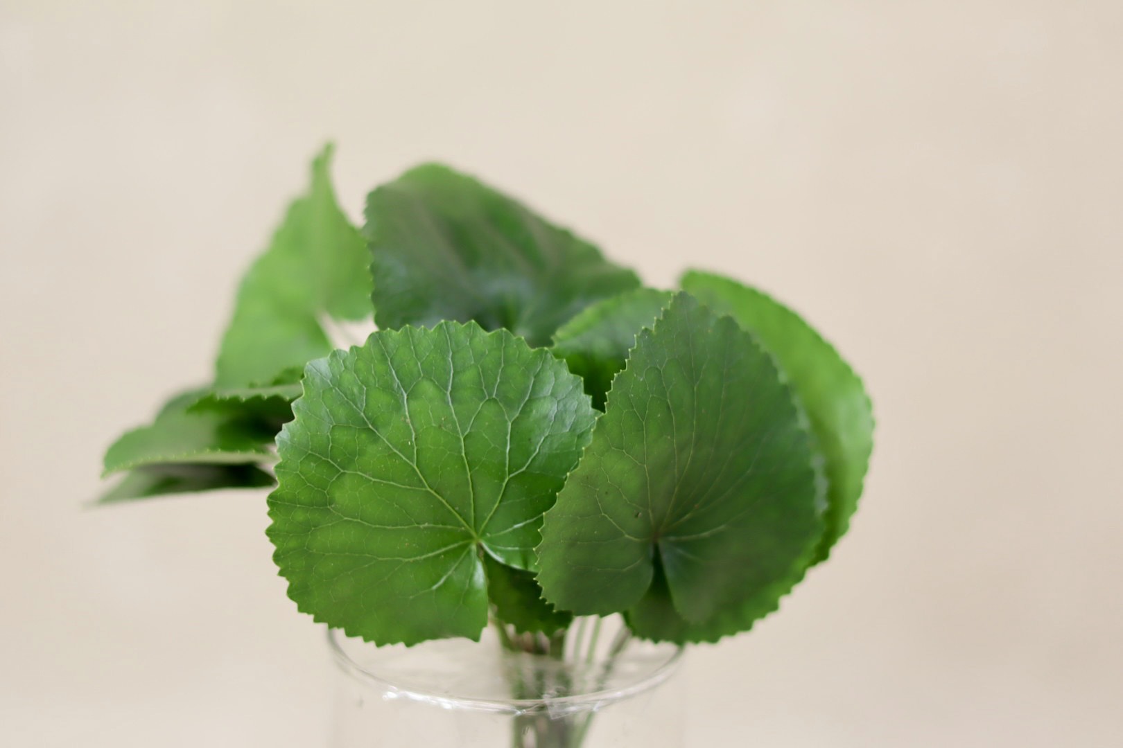 Galax Leaves