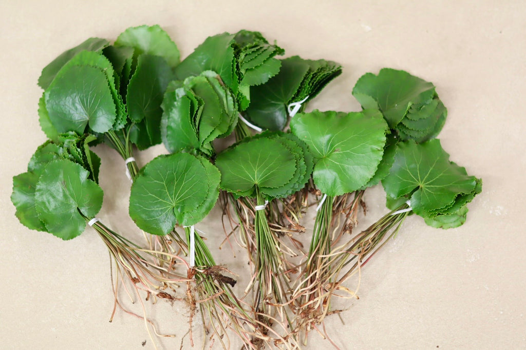 Galax Leaves