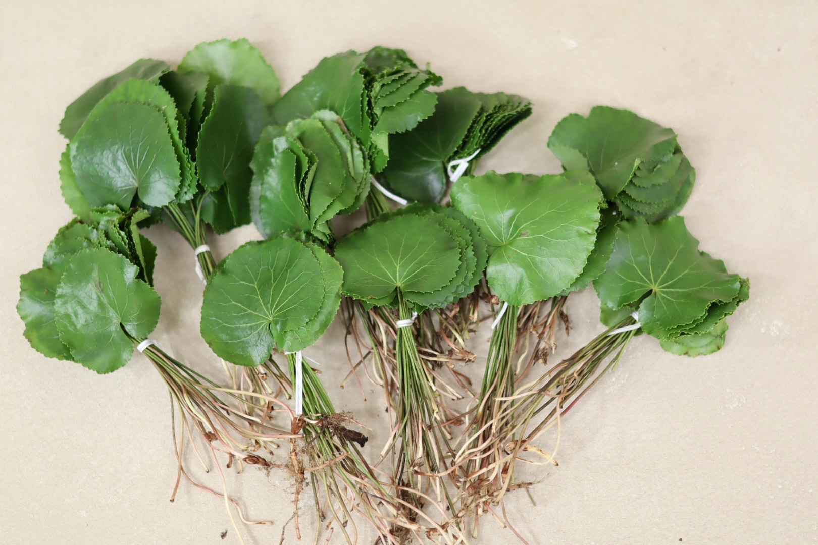 Galax Leaves