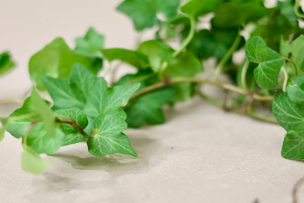 Green Ivy