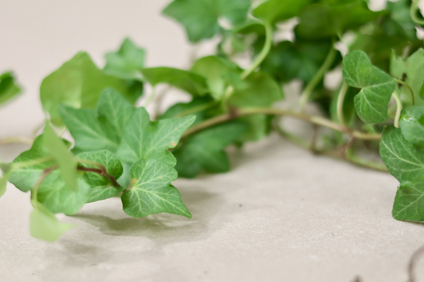 Green Ivy