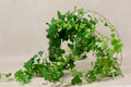 Green Ivy