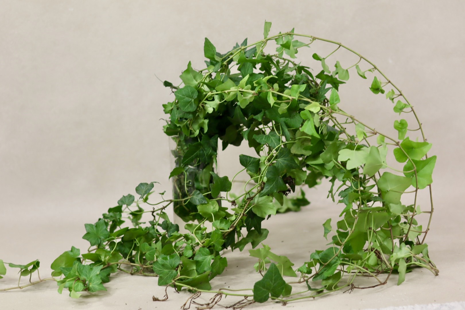 Green Ivy