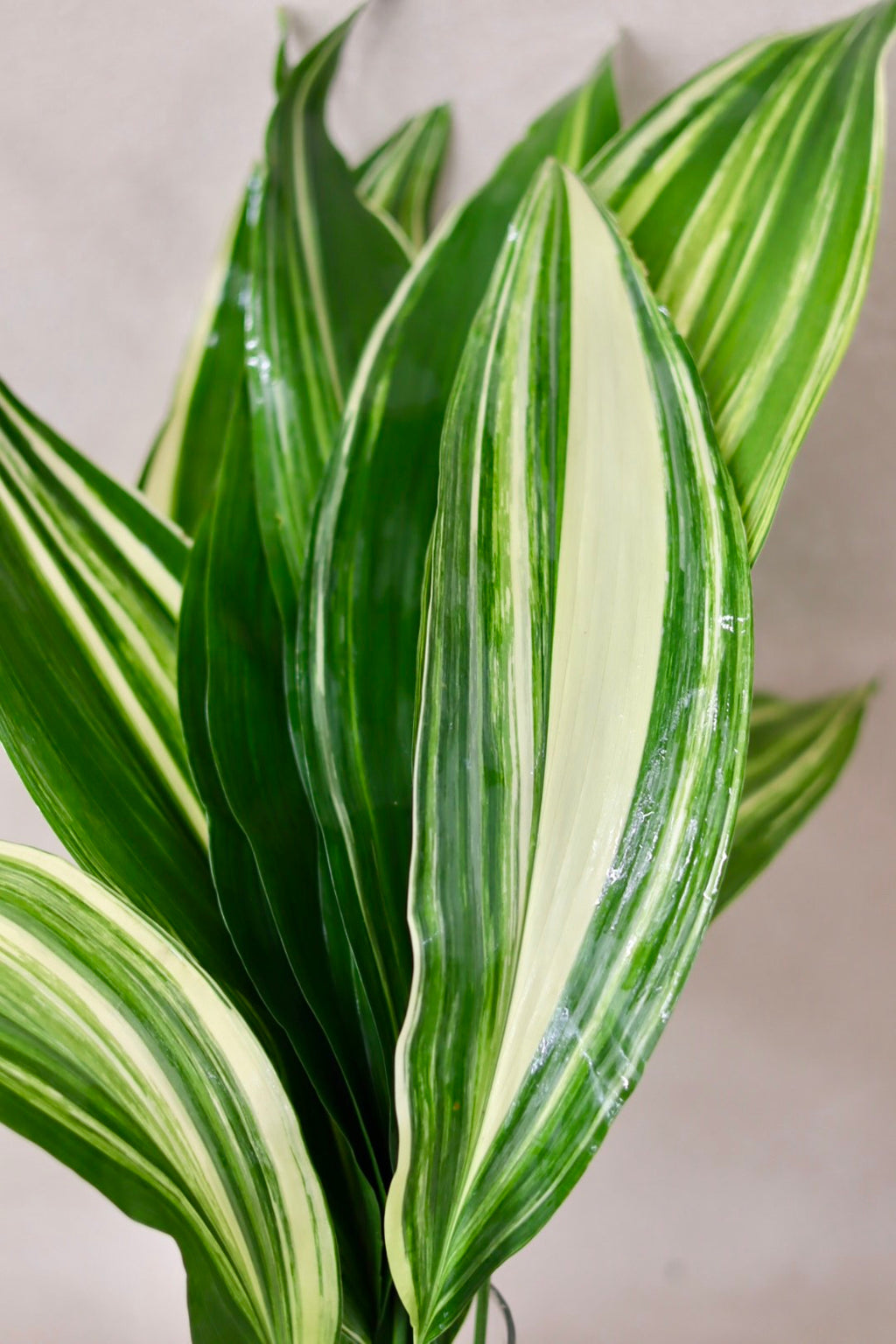 Variegated Aspidistra