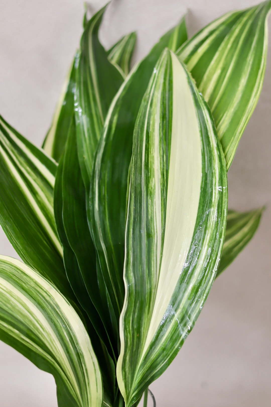 Variegated Aspidistra