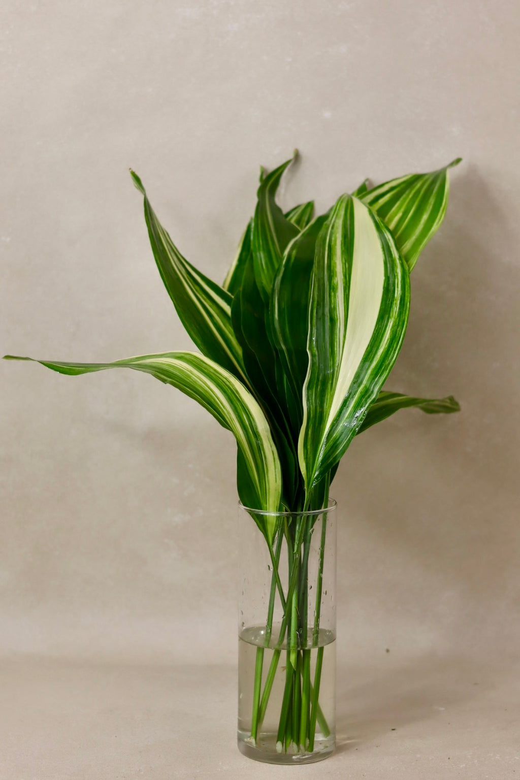 Variegated Aspidistra