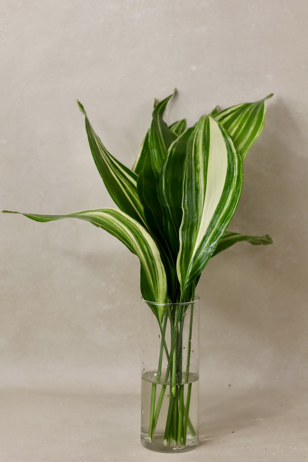 Variegated Aspidistra