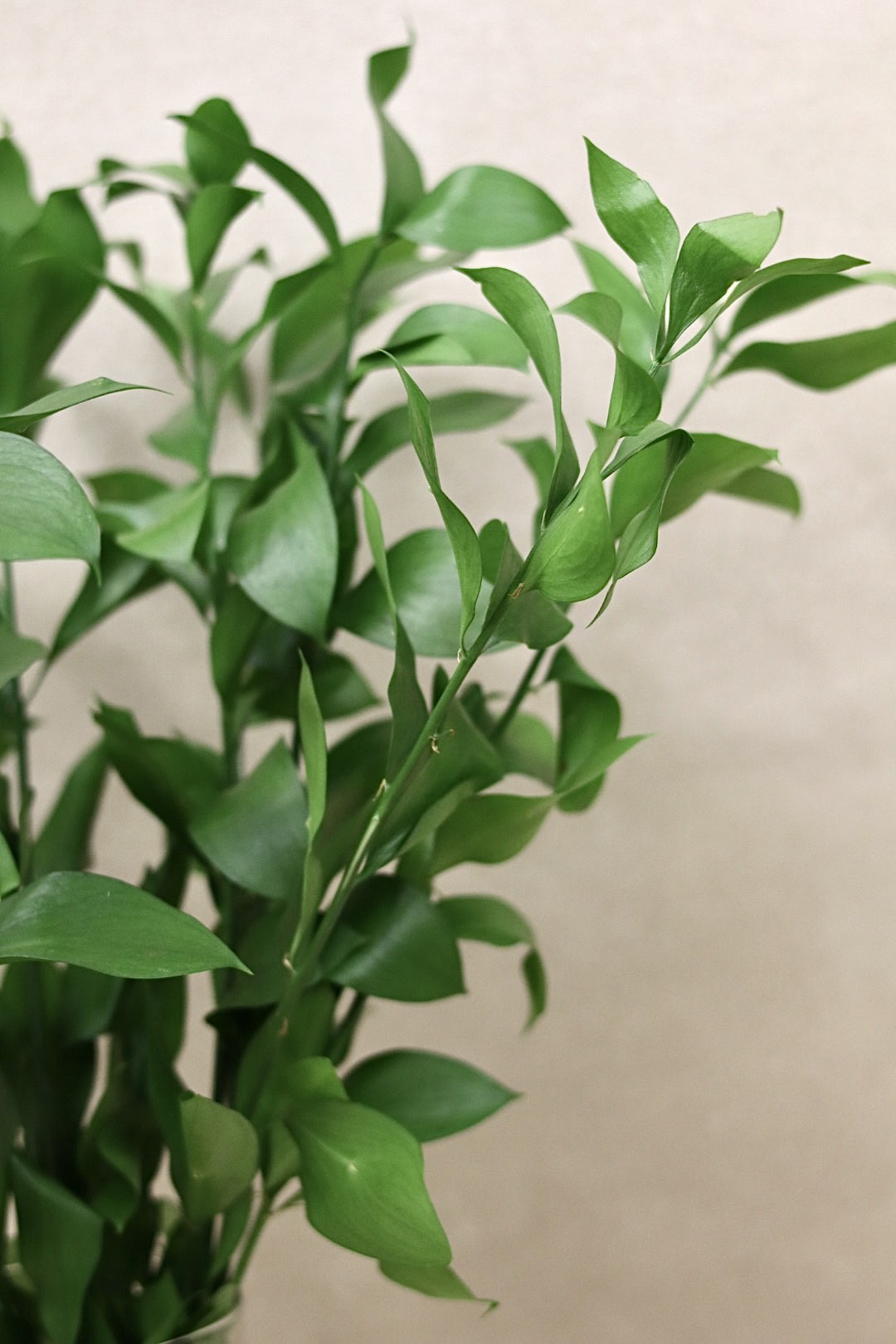 Israeli Ruscus