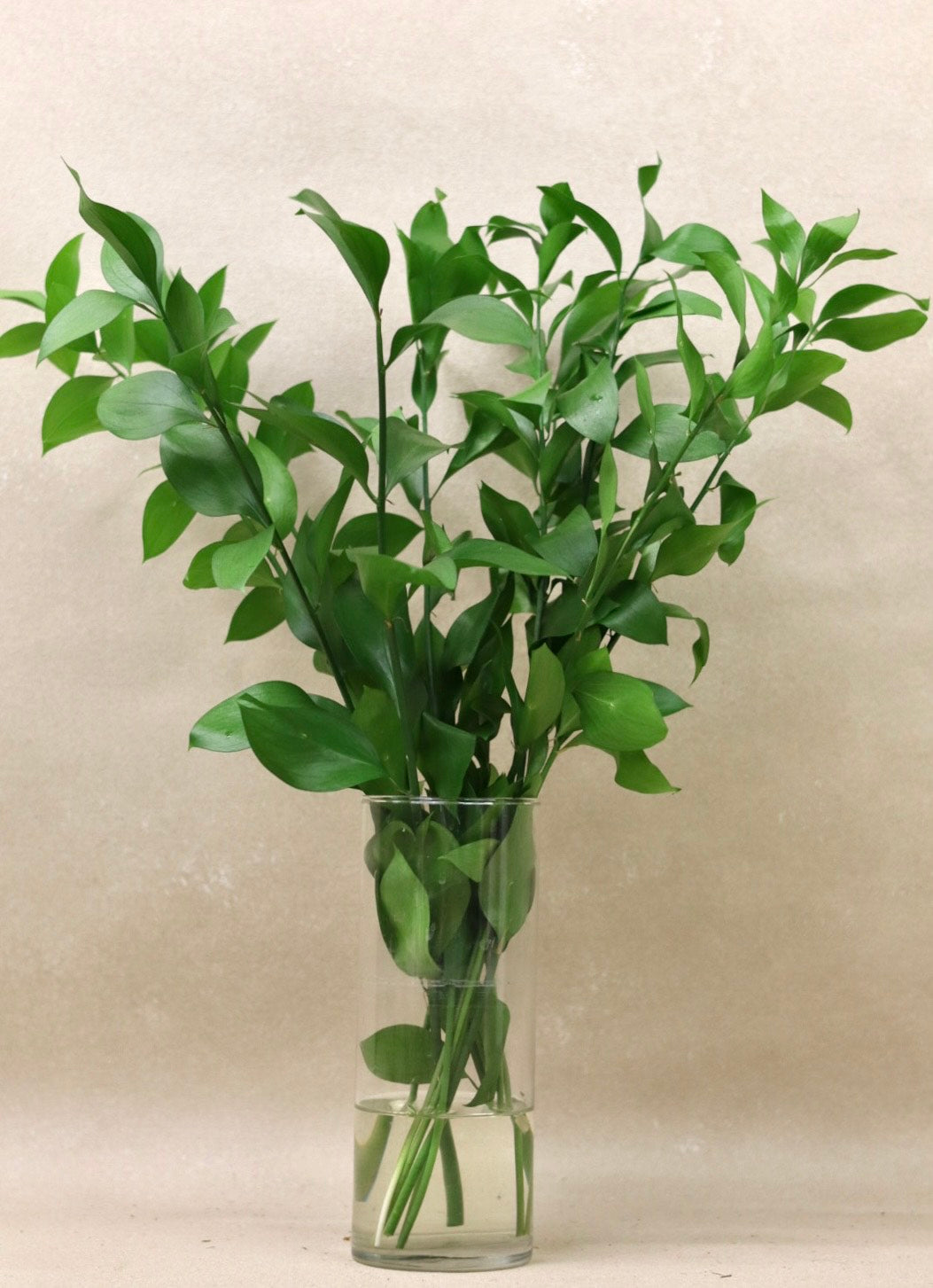 Israeli Ruscus