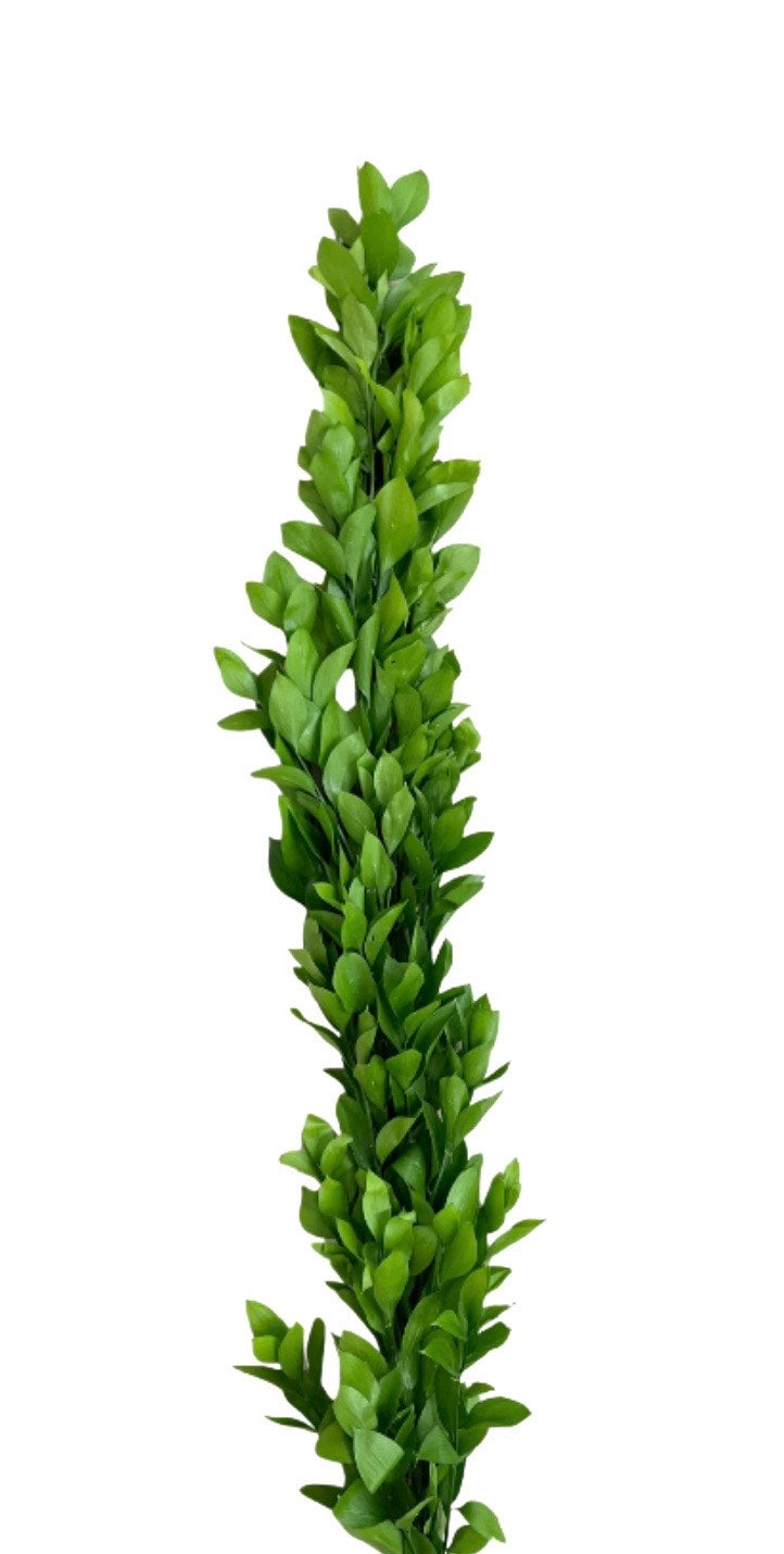 Israeli Ruscus Garland