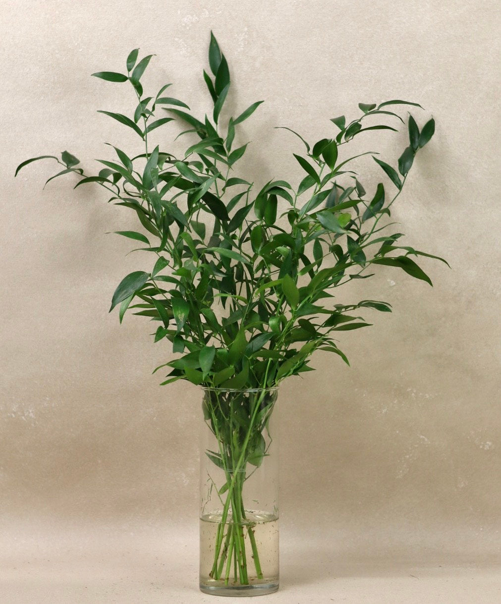 Italian Ruscus Bouquet Grade