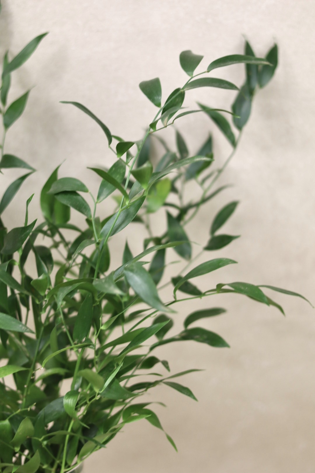 Italian Ruscus Bouquet Grade