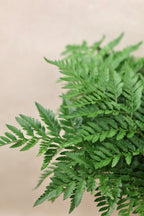 Leather Leaf