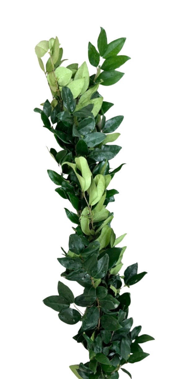 Ligustrum Garland