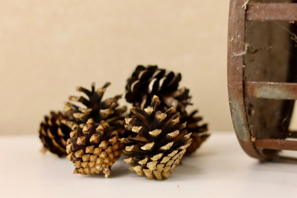 Lodgepole Cones 1.5" - 3"