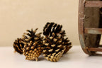 Lodgepole Cones 1.5" - 3"