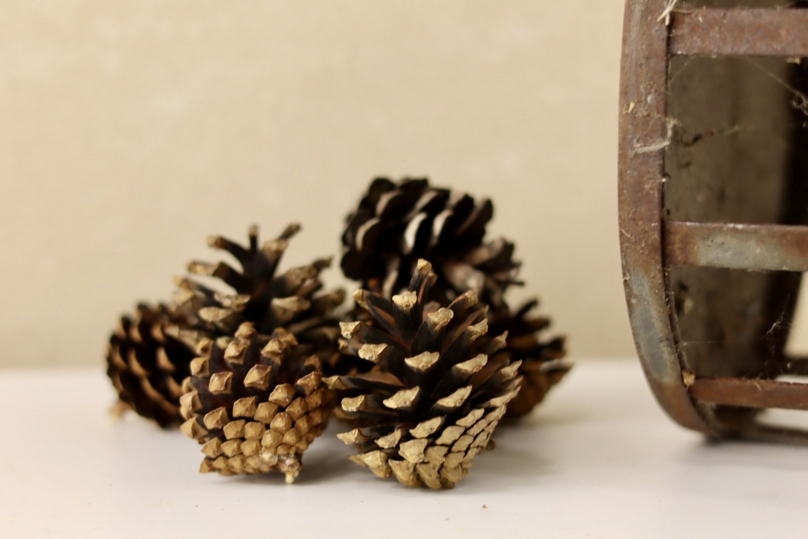 Lodgepole Cones 1.5" - 3"