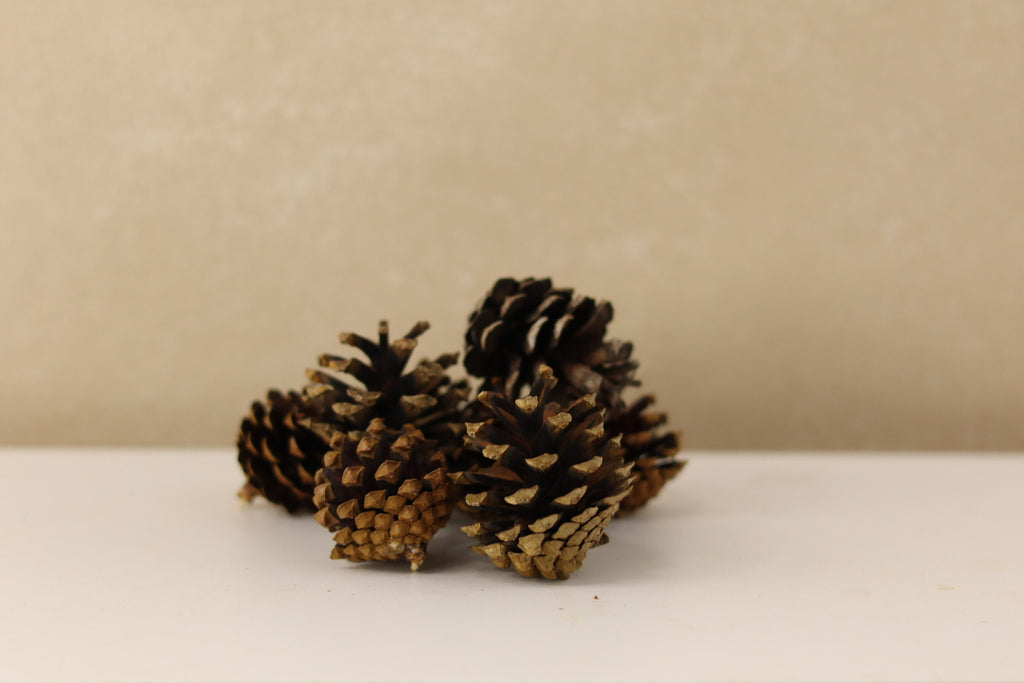Lodgepole Cones 1.5" - 3"
