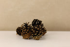 Lodgepole Cones 1.5" - 3"