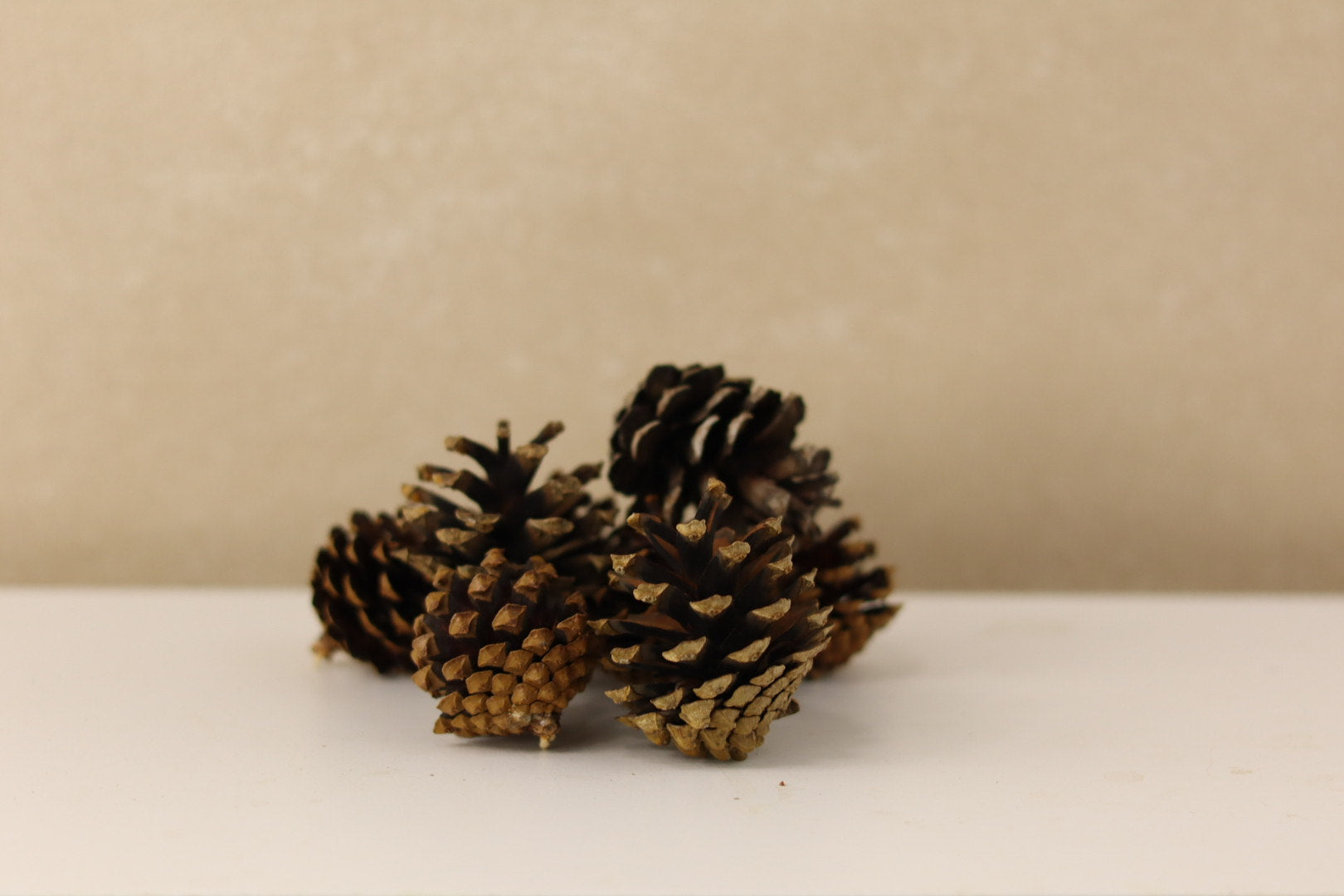 Lodgepole Cones 1.5" - 3"