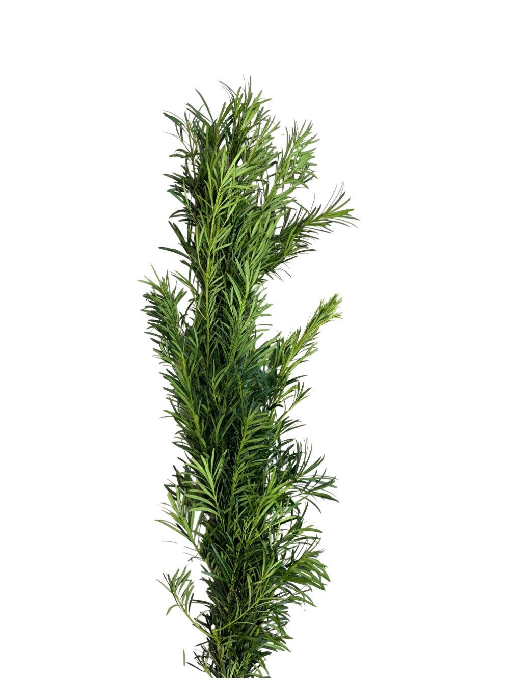 Podocarpus Maci Garland