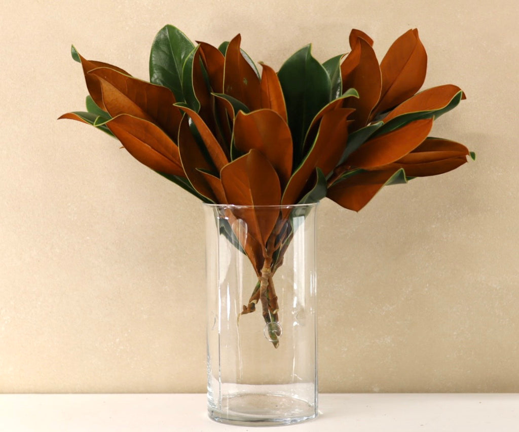 Magnolia Tips