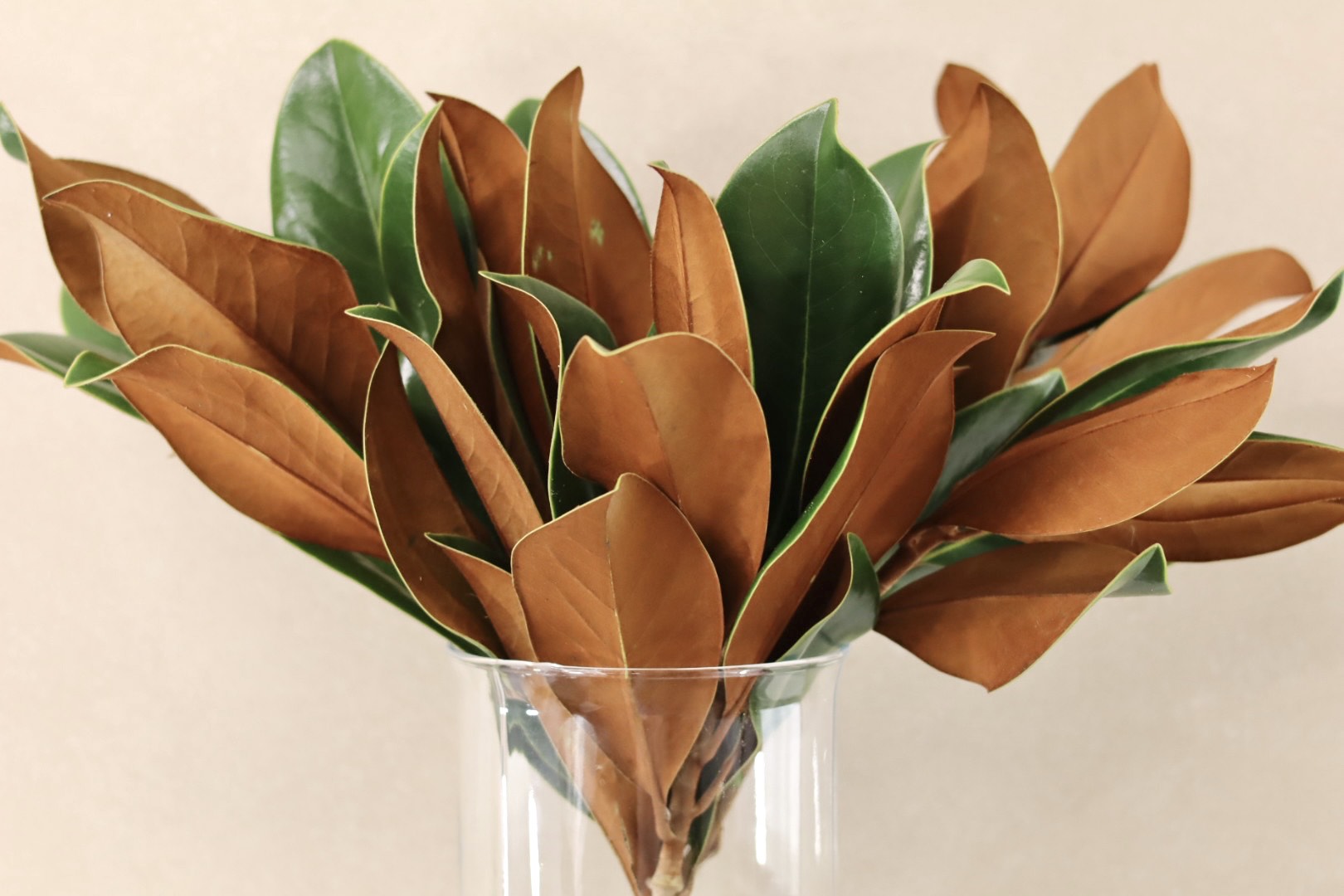 Magnolia Tips