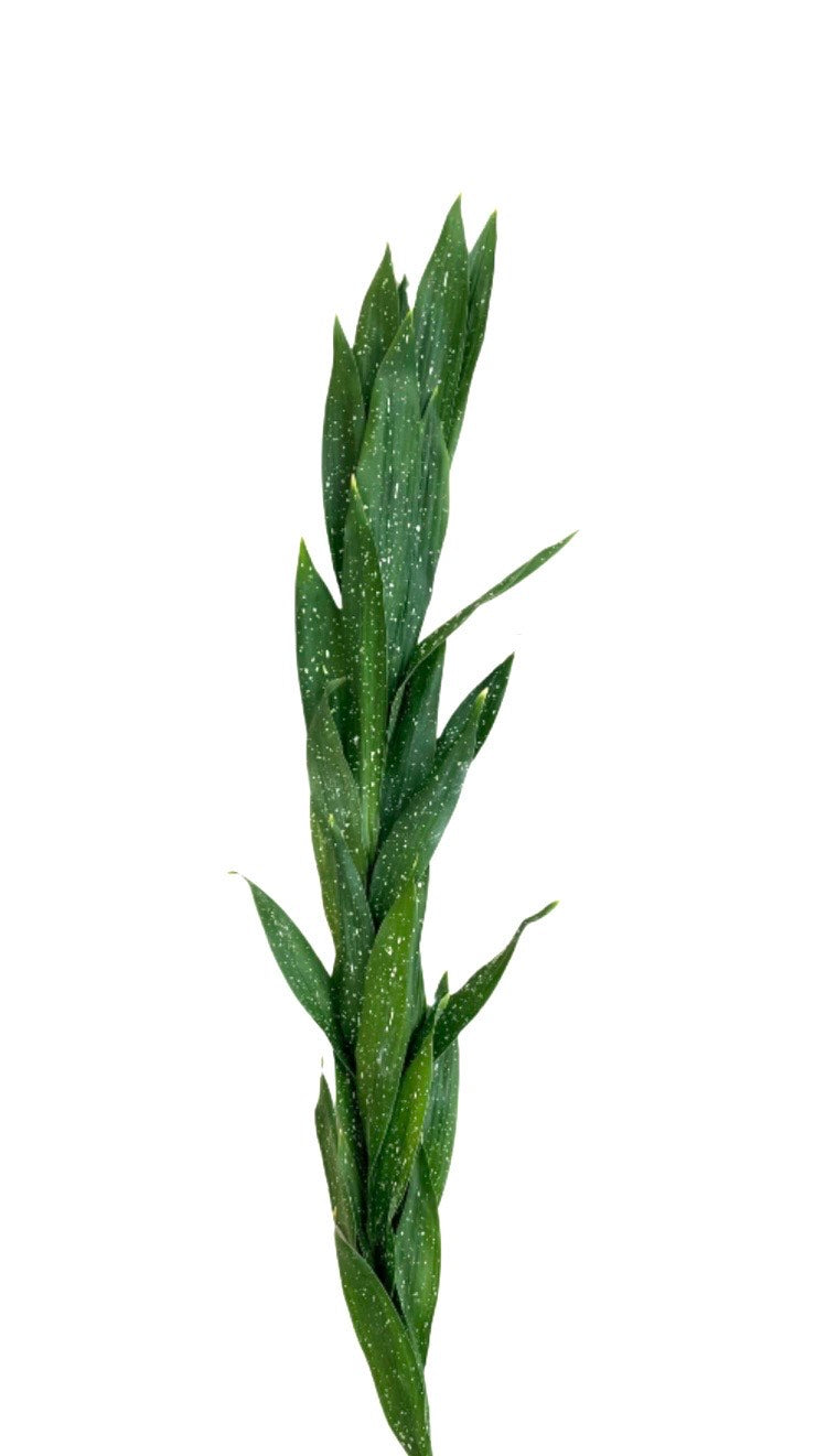 Milkyway Aspidistra Garland
