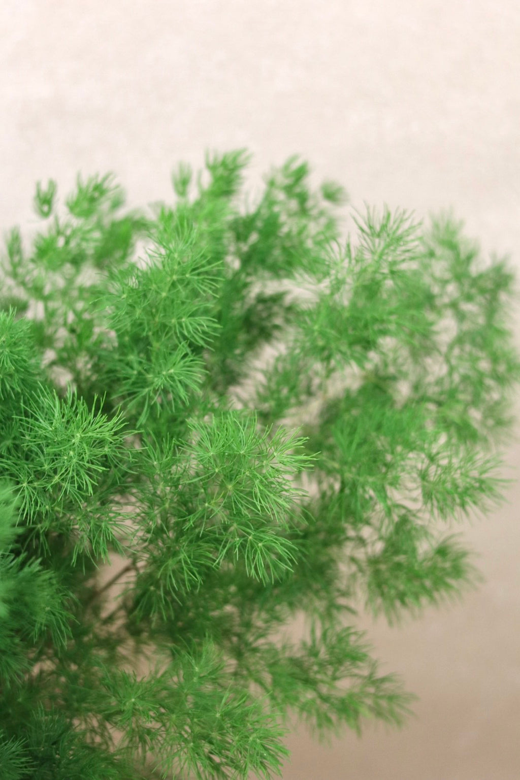 Ming Fern