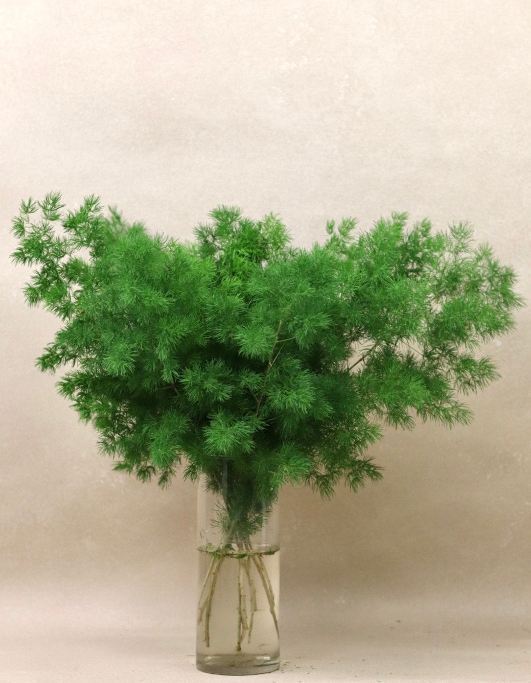 Ming Fern