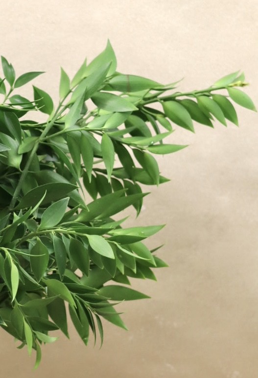 Podocarpus Nagi