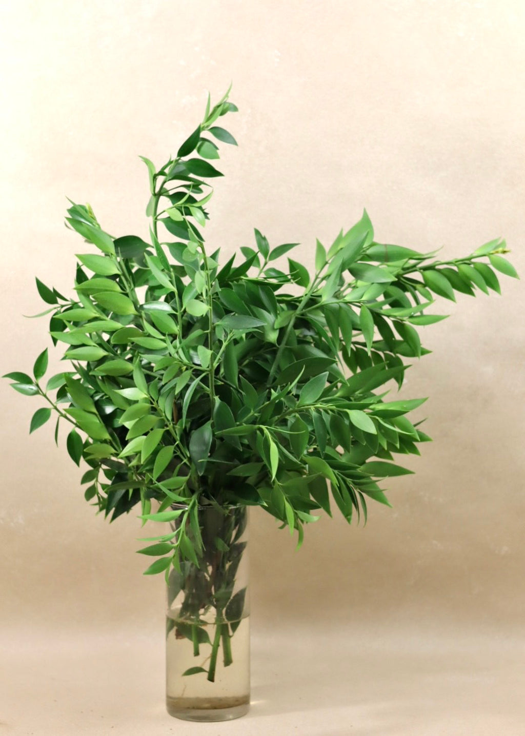 Podocarpus Nagi