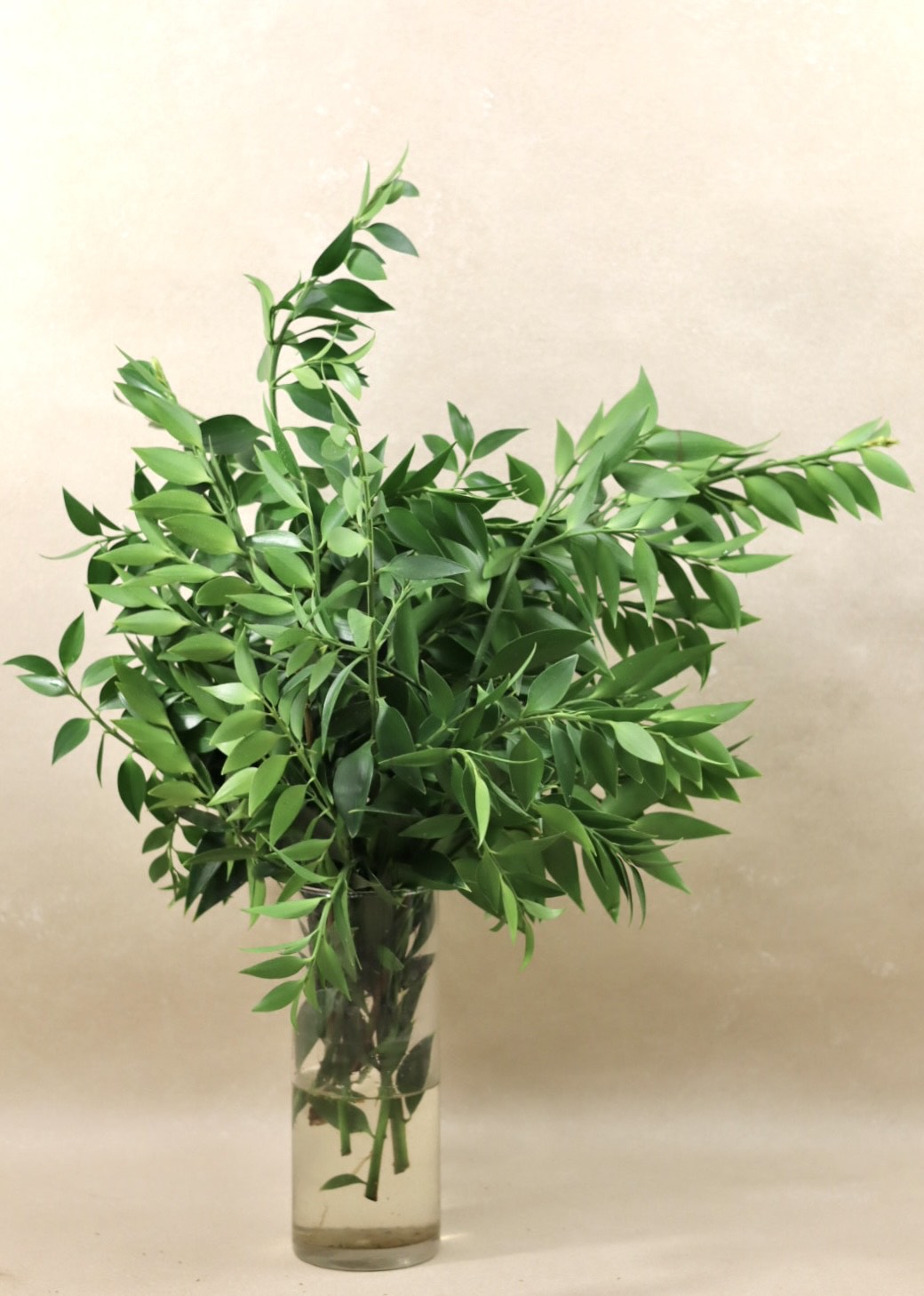 Podocarpus Nagi