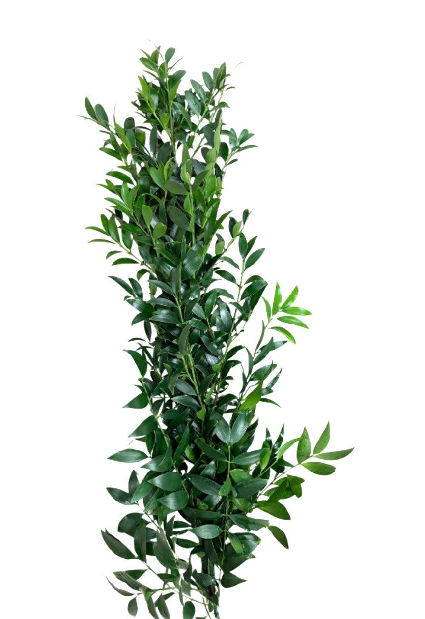 Podocarpus Nagi Garland