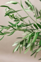 Olive Branches
