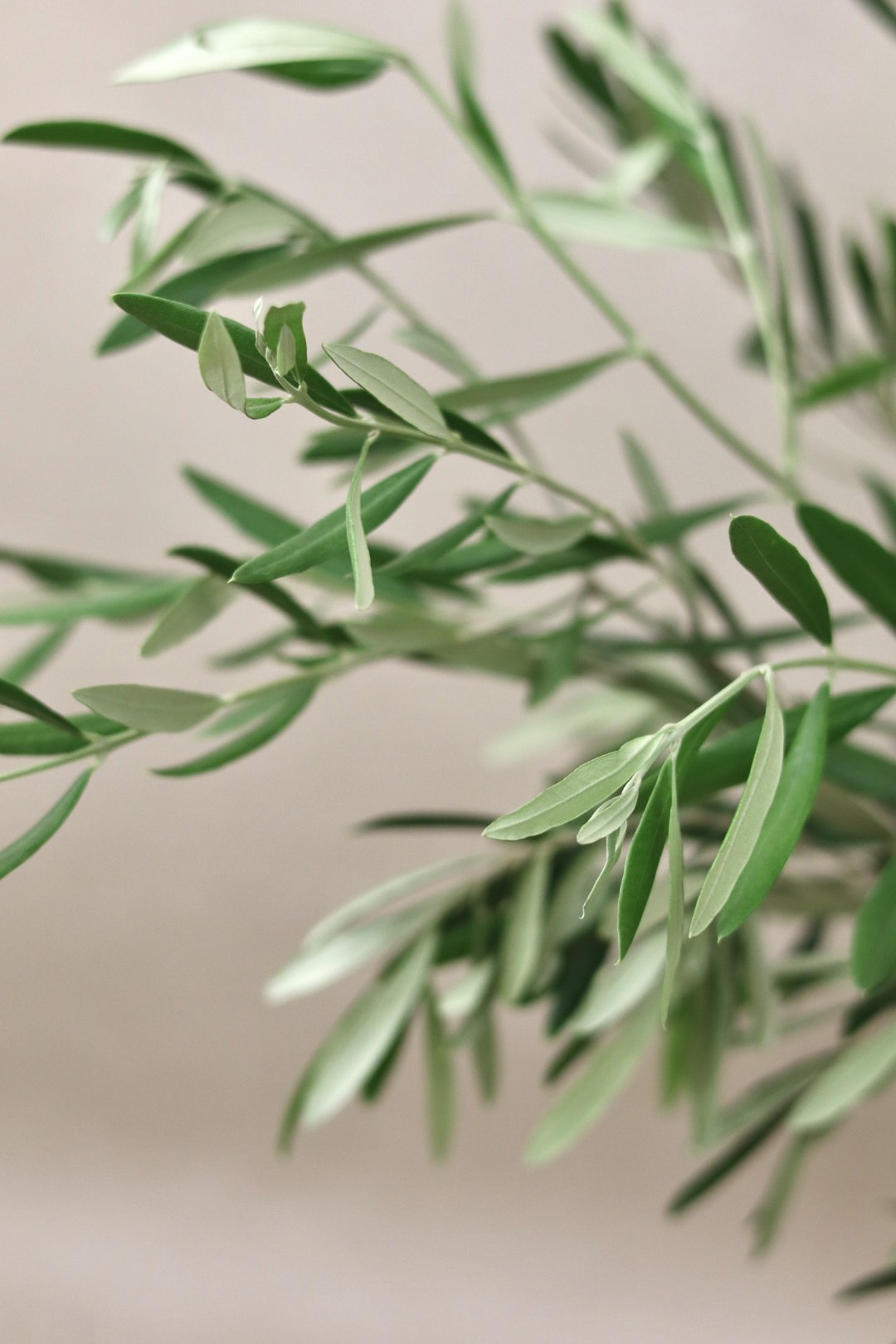 Olive Branches