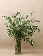 Olive Branches
