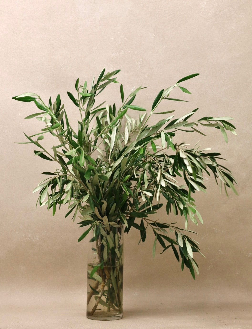 Olive Branches