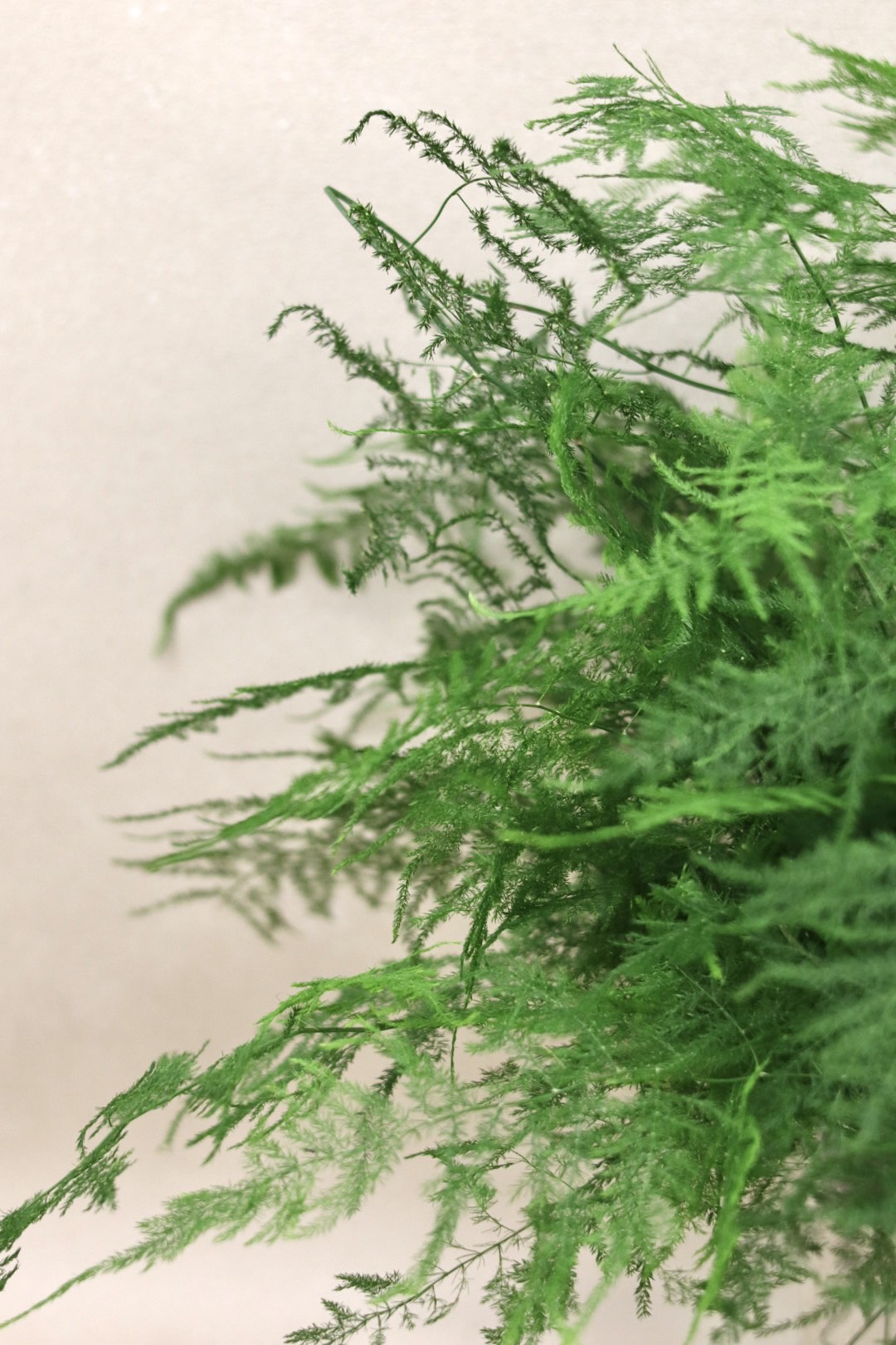 Plumosa