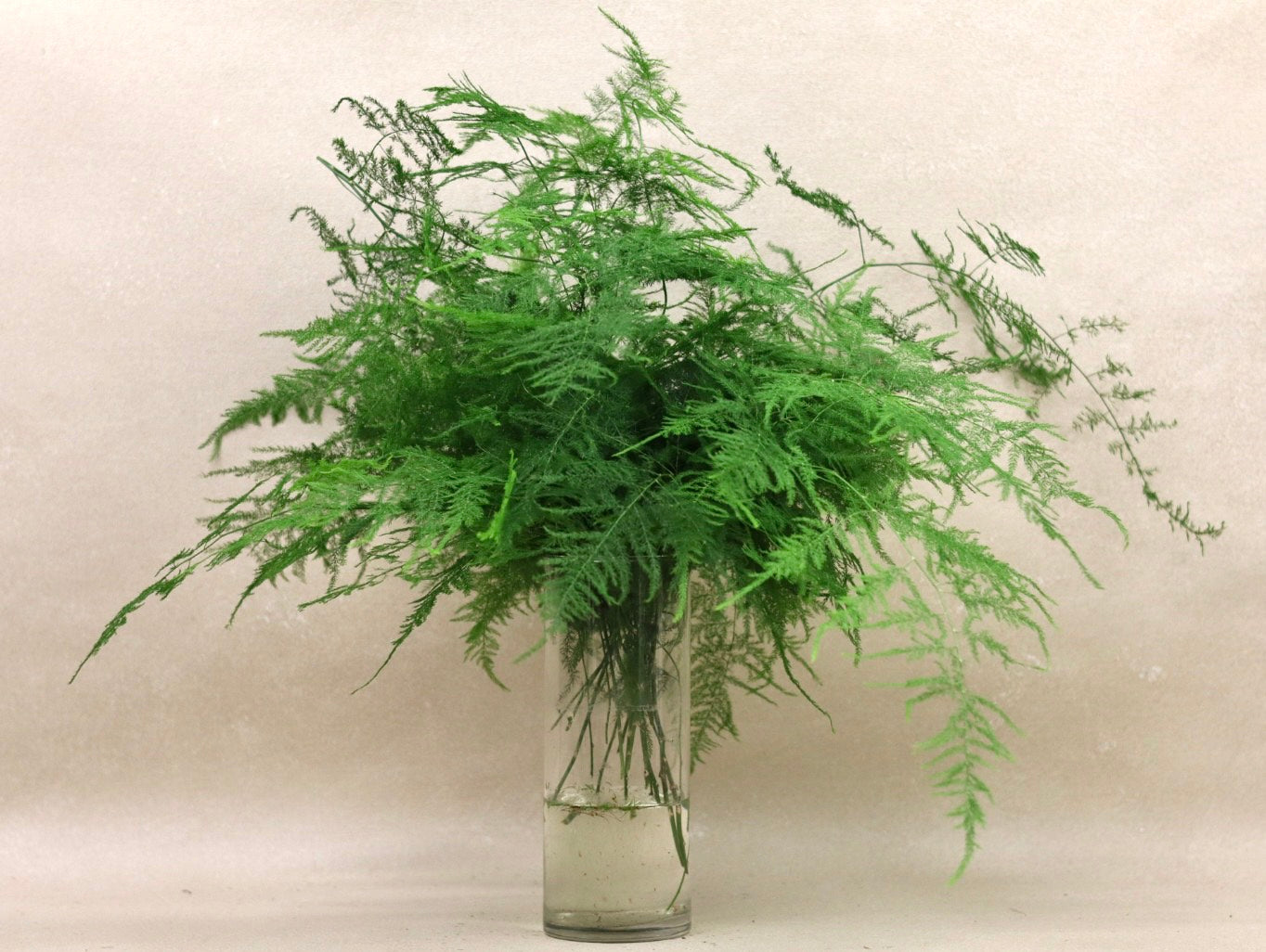 Plumosa