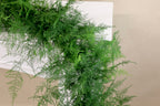 Plumosa Garland