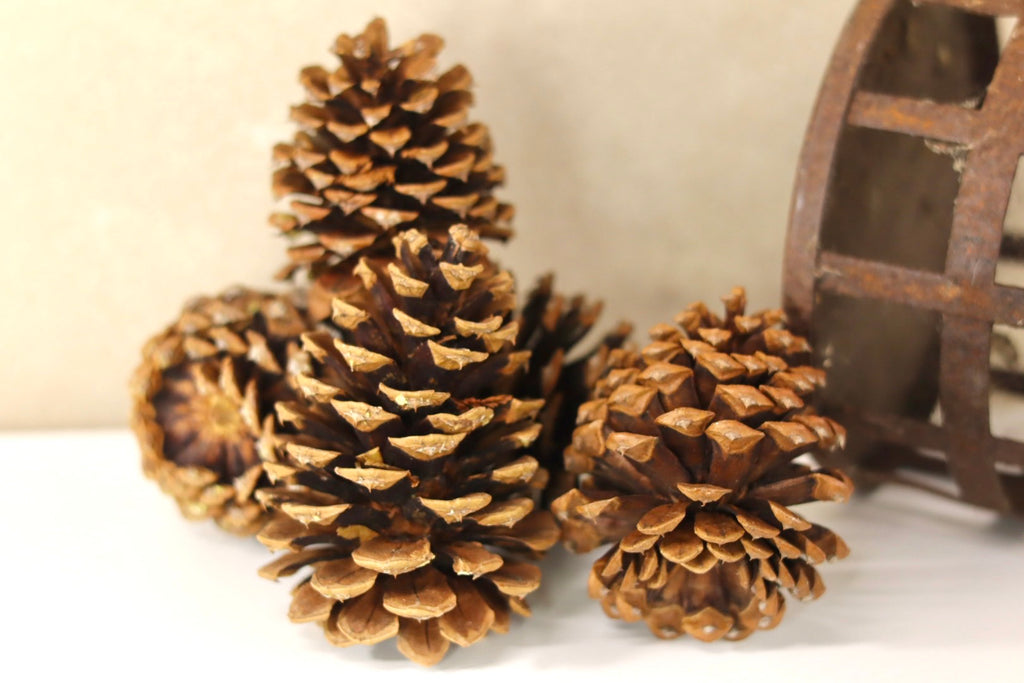 Ponderosa Cones 3" - 6"