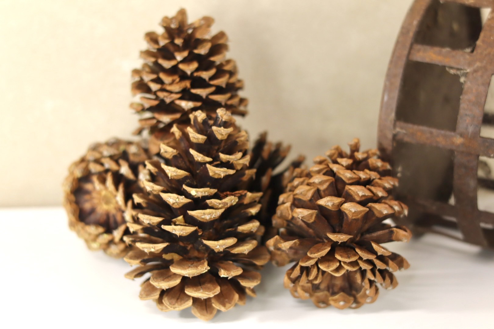 Ponderosa Cones 3" - 6"