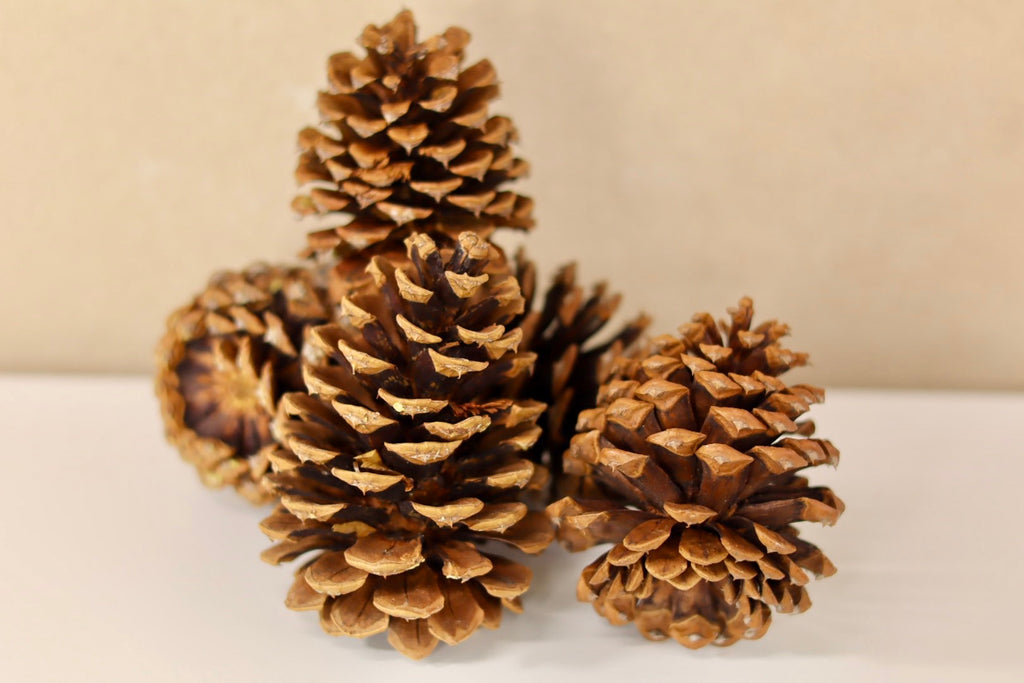 Ponderosa Cones 3" - 6"