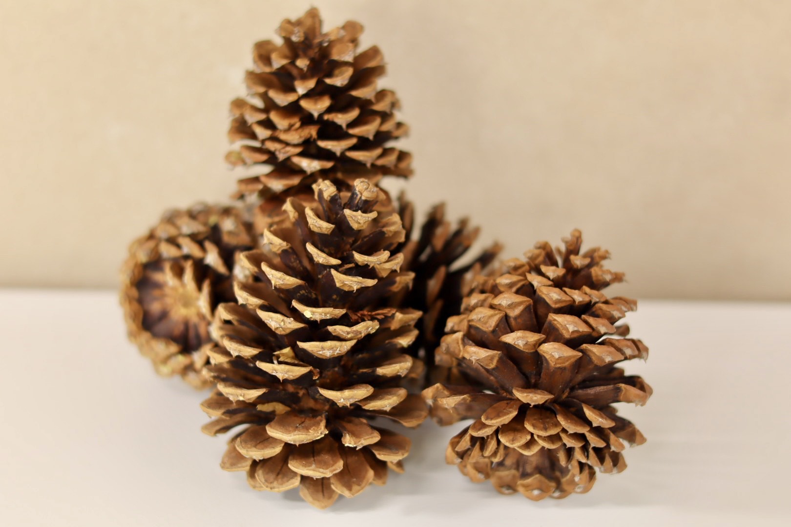 Ponderosa Cones 3" - 6"