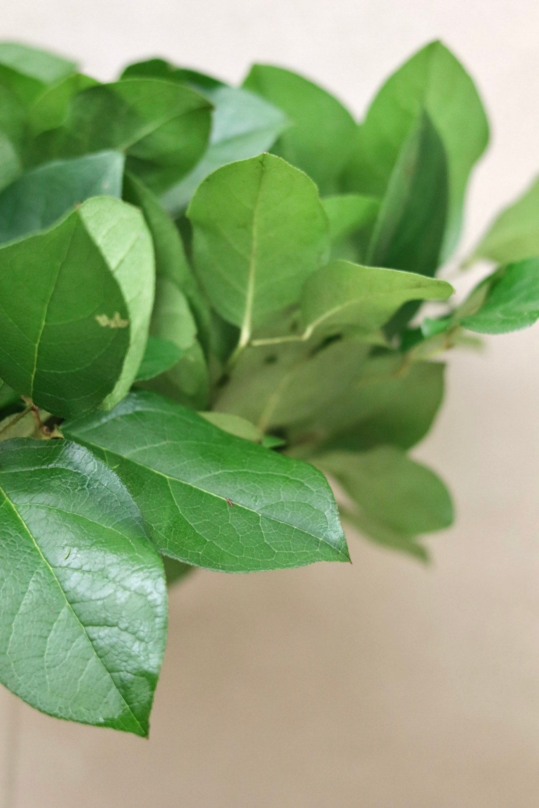 Salal Tips